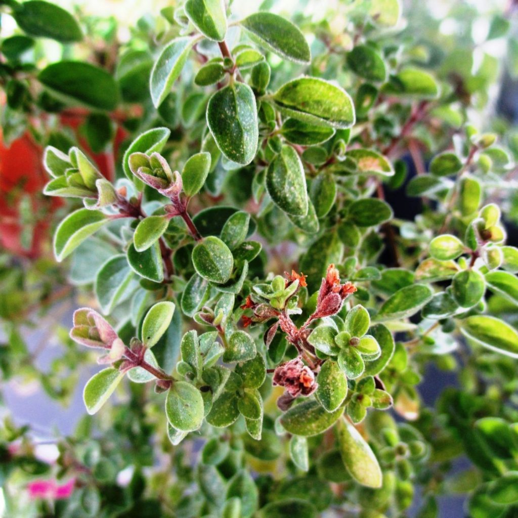 Marjoram Green Valley Aromatherapy